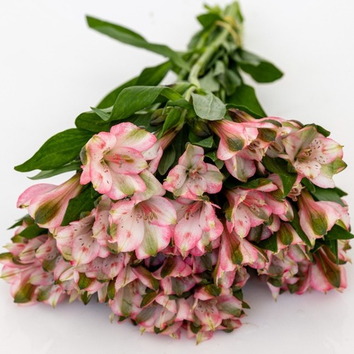 alasromaria pink light - وردي