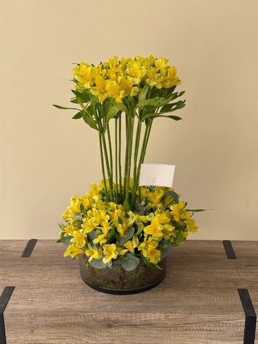 VASE ALASTROEMERIA