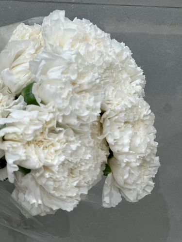 CORONFUL WHITE - 20 PCS
