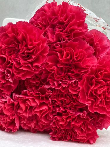 CORONFUL FUSHIA - 20 PCS