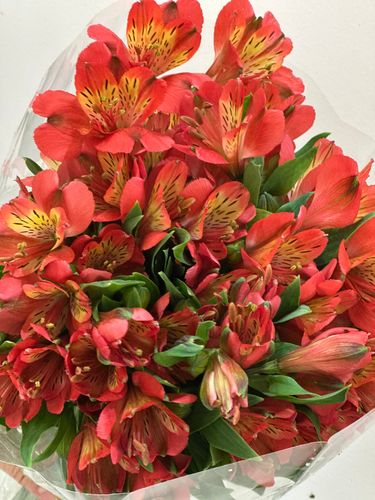 ALSTROEMERIA ORANGE - 10 STEM