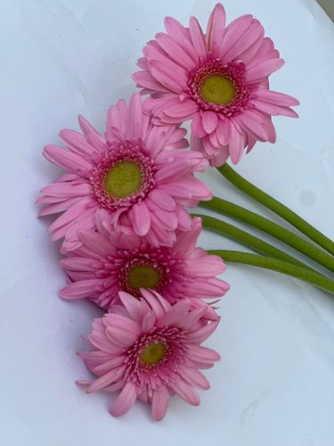 GERABERA PINK - 10 PCS