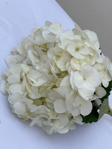 HYDRANGEA WHITE - 1 PC