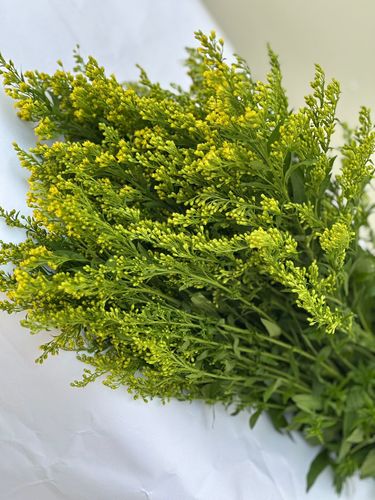 SOLIDAGO GREEN - 10 PIECES
