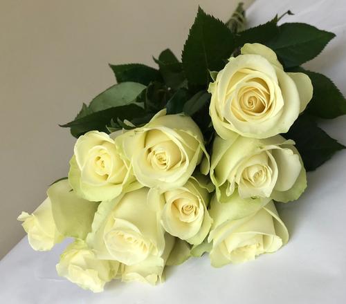 JOURI WHITE 25 PIECES - 25 STEMS