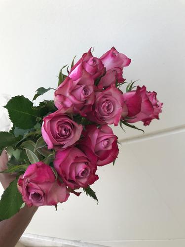 JOURI DEEP PURPLE 25 PIECES - 25 عود