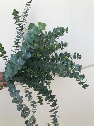EUCALYPTUS GREEN - 10 عود