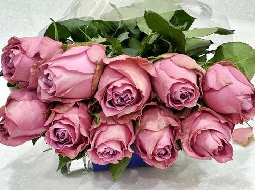 JOURI  PURPLE 25 PIECES - 25 STEMS