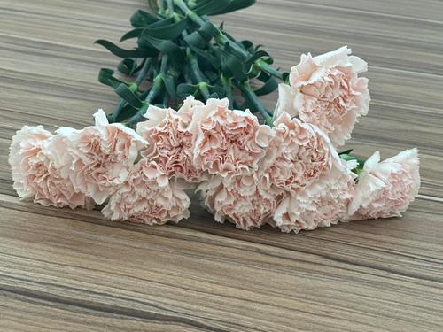 CORONFUL PINK - 20 PCS