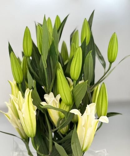 CASABLANCA WHITE - 10 PIECES