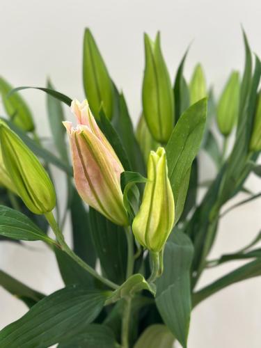 CASABLANCA PINK - 5 PIECES