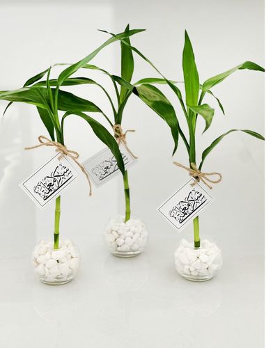 TOWZIYAAT BAMBOO - 1 PC