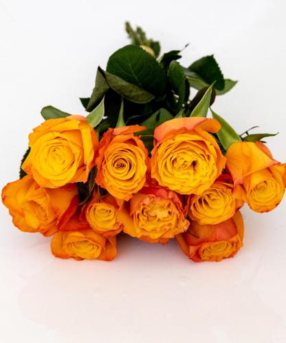 JOURI ORANGE 25 PCS - 25 PCS