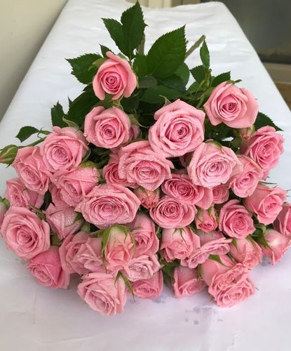 BABY JOURI PINK - 10 STEMS