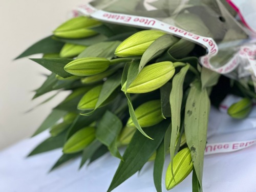 CASBLANGA WHITE - 10 STEMS