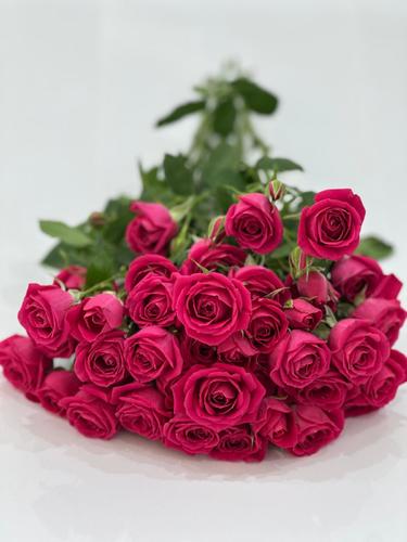 بنش بيبي جوري فوشي - 10 اغصان