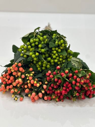 HYPERICUM - 10 عود