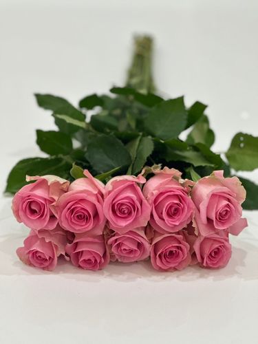 جوري وردي 10 عود - 10 عود