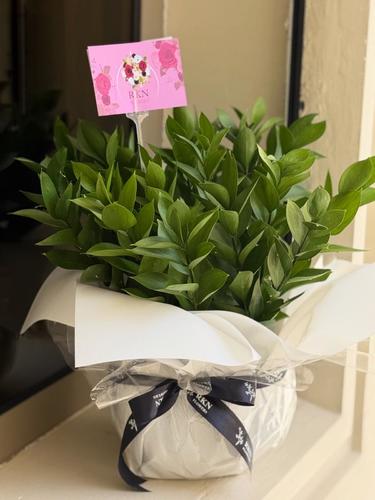 RUSCUS WITH VASE WHITE COVER - 20 عود
