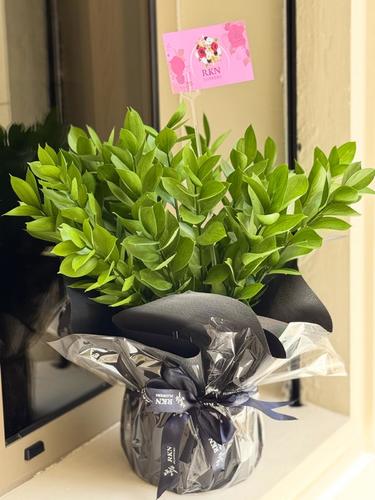 RUSCUS WITH VASE BLACK COVER - 20 عود