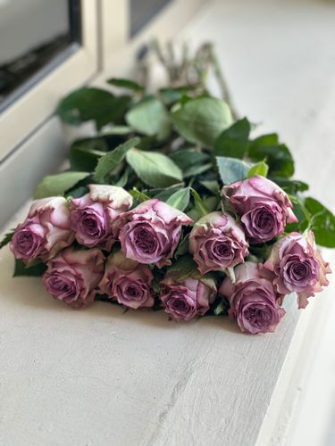 جوري بنفسجي 25 عود - 25 عود