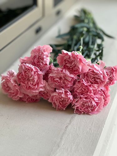 CORONFUL PINK - 10 عود