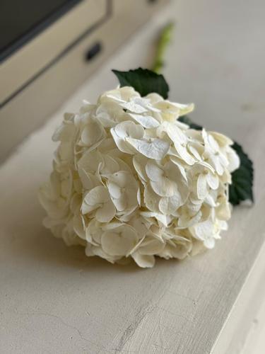 HYDRANGEA - 1 عود