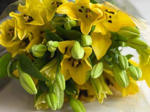 LILLIUM - 10 عود