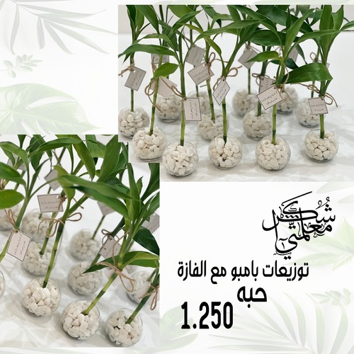 بامبو فازه