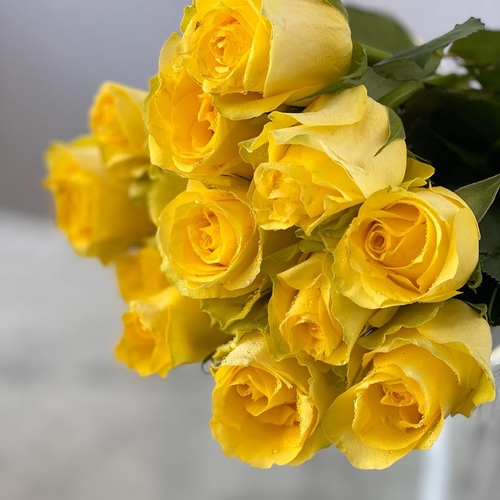 joori (Yellow) 25 pieces - 25 stems roses