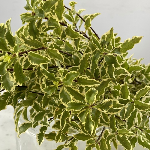 Pittosporum Small - 10 Stem