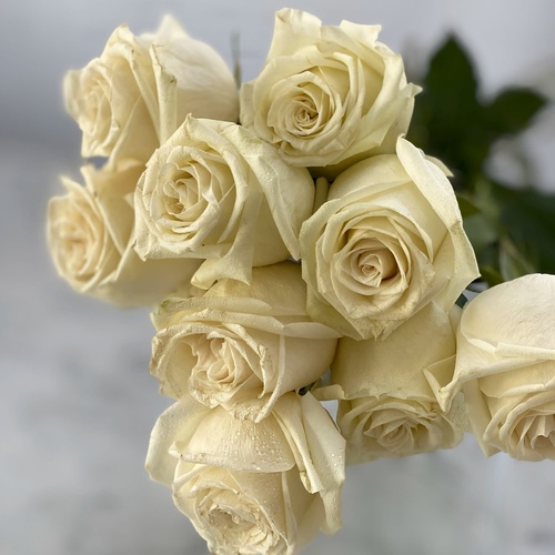 Joori White 25 Pieces - 25 STEMS ROSES