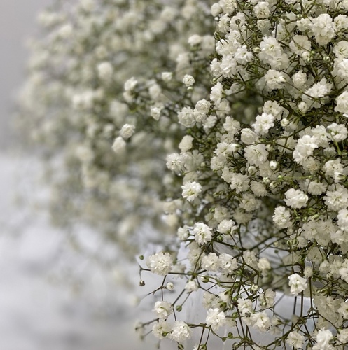 gypsophila - 7 pcs