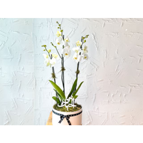 White Round Box Orchid With Topper 5