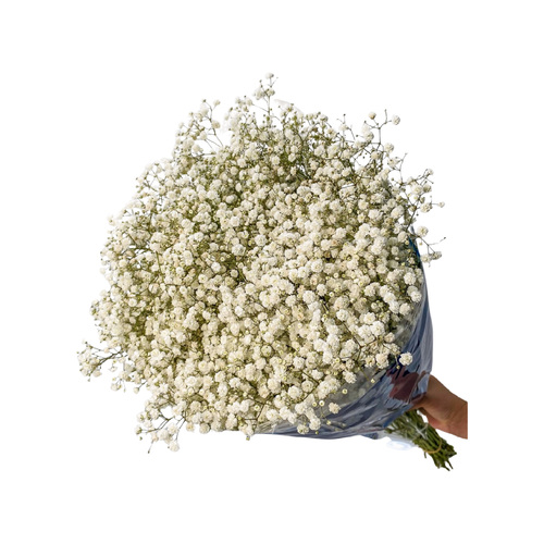 GYPSOPHILA UNCUT