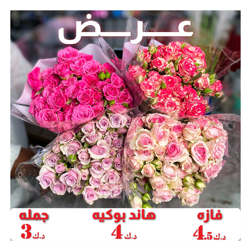 BABY ROSES OFFER