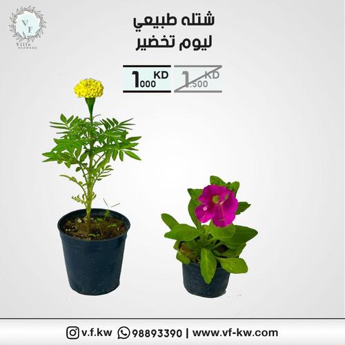 زراعة البذور الطبيعية للخضرة