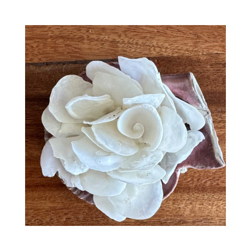 Shell 4 - A handmade shell flower to remind us the serenity of the sea, the smell of salty air and how the water feels on your skin.