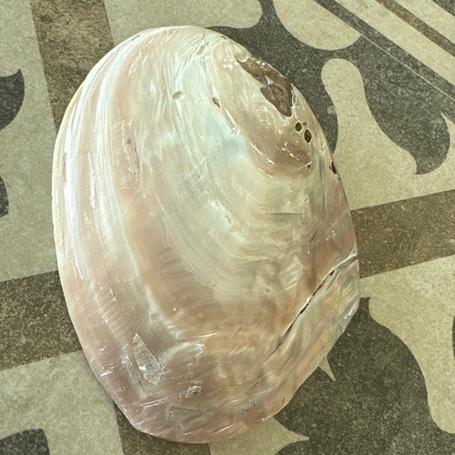 صينيه صغيره صدفيه