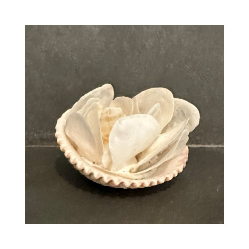 Shell 4