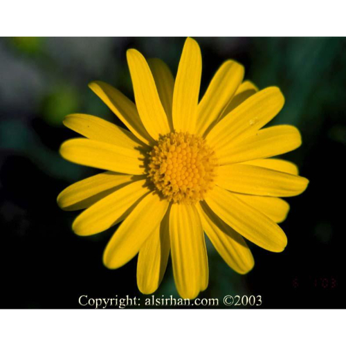 Senecio Glaucus