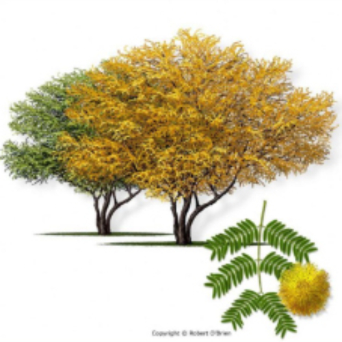 Acacia Farnesiana Sancti