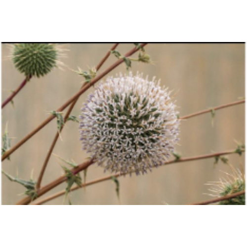 Echinops Spinosissimus