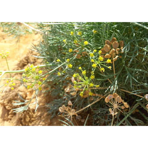 Al Rinf Store - Ducrosia Anethifolia