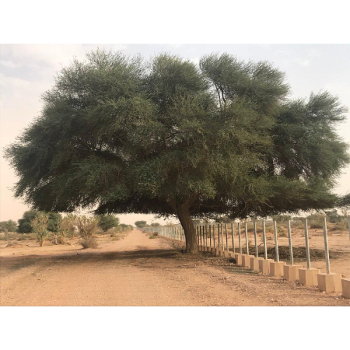 Acacia Gerrardii Sancti