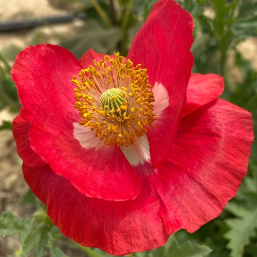 papaver rhoeas