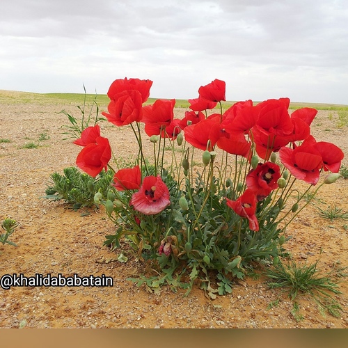 papaver gloucum