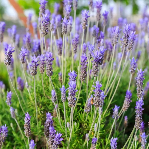 Lavandula dentata