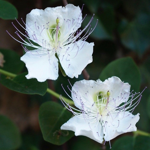 capparis spinosa