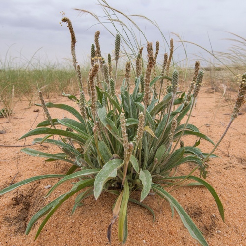 plantago boissieri